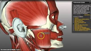 Muscles of Mastication [upl. by Wanda]