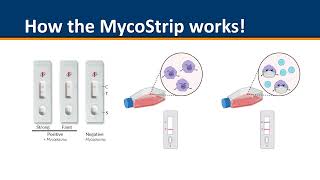 Mycostrip  Mycoplasma detection [upl. by Sixla]