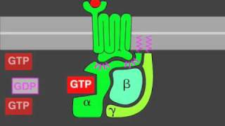 Gprotein signaling [upl. by Ardnuahsal]