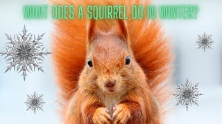 How do squirrels survive the winter [upl. by Waly]