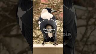 Stunning Male Magpie sound and Feathers  Birds aint real [upl. by Topper764]