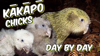 Kakapo chicks day by day [upl. by Asaret]