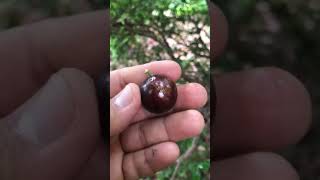 Huge Secret Jaboticaba Tree Growing in Southern California jaboticaba socal fruit [upl. by Esinej595]