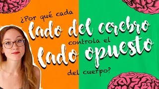 ¿POR QUÉ CADA LADO DEL CEREBRO CONTROLA AL OPUESTO DEL CUERPO [upl. by Nawiat]