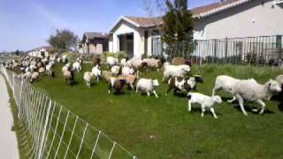 Sheep stampede in Lincoln California [upl. by Yoc648]