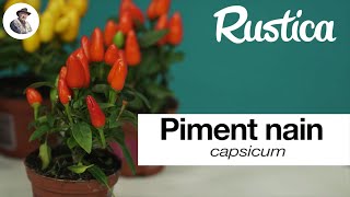 Le piment nain dornement Capsicum [upl. by Consuelo191]