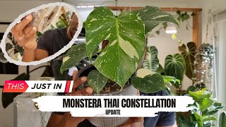 Monstera Thai Constellation UPDATE [upl. by Alidis]