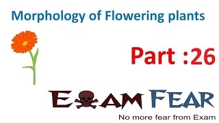 Biology Morphology of Flowering Plants part 26 Flowetr type CBSE class 11 XI [upl. by Leahcimnoj660]