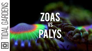 Zoanthid and Palythoa identification and taxonomy [upl. by Dearman]