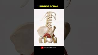 Lumbosacral plexus Spine Anatomy [upl. by Nyl]