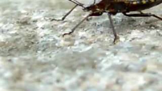 Auf der Mauer auf der Lauer sitzt ne kleine Wanze  Kindermusik [upl. by Eiramac951]