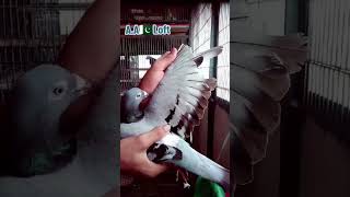 pigeon birds kabooter youtubeshortsviralvideo like me pigeon [upl. by Patrizia967]