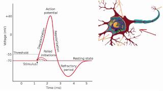 012 The Absolute and Relative Refractory Periods [upl. by Lekcar]