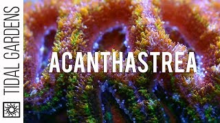 Acanthastrea Coral Care and Propagation [upl. by Anitsirc327]