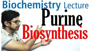 Purine biosynthesis [upl. by Nealy721]