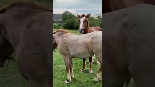 Stallion and young mares । Beautiful Horse [upl. by Bindman]