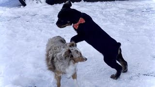 Rottweiler puppy with Mini Australian Shepherd playing in snow [upl. by Attiuqehs]