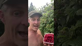 2 TIPS for Raspberries [upl. by Vincenz]