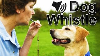 Dog Whistle Sound [upl. by Doro]