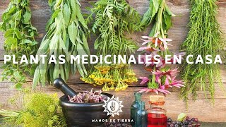 La Mejor Medicina Natural Que Debes Tener En Casa  Plantas Medicinales Herbolaria En Casa🪴🌿💚 [upl. by Dnomra]