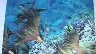 Introduction to Fossil Crinoids part 1 [upl. by Varini446]