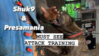 PRESA CanarioBelgian Malanois Attack training Must see presacanario belgianmalinois fyp attack [upl. by Martinelli]