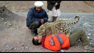 Snow Leopard entered at Leh Ladakh Main Market Wildlife Department took immediate action [upl. by Delanos]