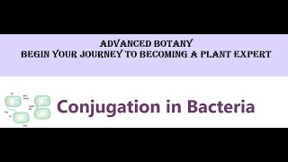 Conjugation in Bacteria [upl. by Etan]