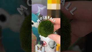 I got a pet MOSS BALL 🌱🪴 [upl. by Jerol]