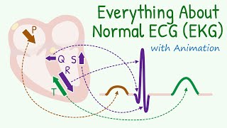 From Basics of 12 Lead ECG to How Waves are Produced Everything about Normal Electrocardiogram [upl. by Kra]