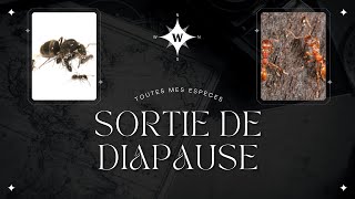 Sortie de diapause de toute mes espèces [upl. by Knowle400]