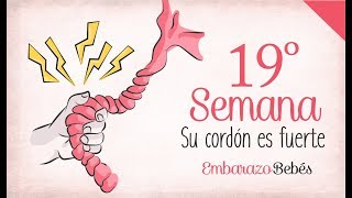 SEMANA 19 de Embarazo  5º Mes  Semana a semana [upl. by Ayeki]