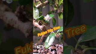 Fukien Tea Tree Carmona [upl. by Muldon]