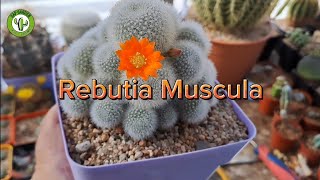 Rebutia Muscula [upl. by Nnire625]