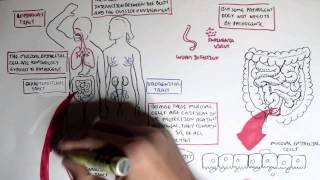 Mucosal Immunity Overview [upl. by Carmon]