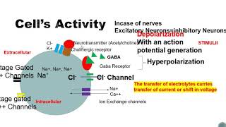 Depolarization repolarization and hyperpolarization of cells and nerve [upl. by Akinna268]