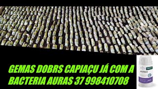 GEMAS BRS CAPIAÇU JÁ COM A BACTERIA AURAS DA EMBRAPA 37 998410708 [upl. by Anerda]