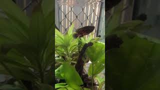 Baby Oscar’s and soon to be bristlenose babies foryou viralvideo fish aquarium pets [upl. by Erdrich]