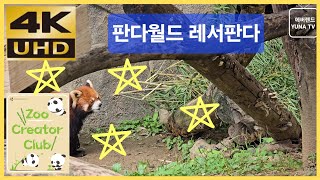 에버랜드 4K 판다월드 레서판다 20241001 [upl. by Anaoj769]