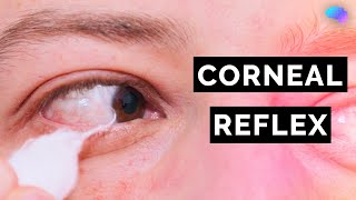 Corneal Reflex Assessment  CN V  OSCE Clip  UKMLA  CPSA [upl. by Rolyat399]