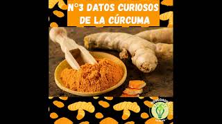 shorts Datos Curiosos De La Curcuma N3 curcuma especies [upl. by Acilegna]