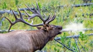 Elk Bulls Bugling During the Rut [upl. by Yrral773]