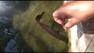 Arapaima Feeding [upl. by Epp]