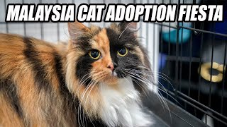 Malaysia Cat Adoption Fiesta 2022  Amcorp Mall Oct 2022 [upl. by Htebesile995]