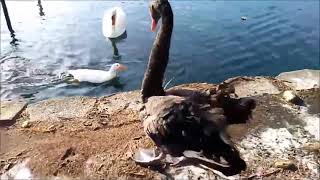 Whooper Swan vs Black Swan Muscovy duckAmerican cootamp Common Gallinule at end read description [upl. by Quiteri]