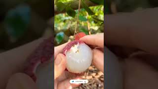 lychee লিচু viral shortvideo farming youtubeshorts amarkrishi6974 [upl. by Ammann]