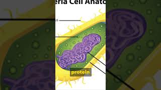 Antibiotics Explained [upl. by Marguerita]