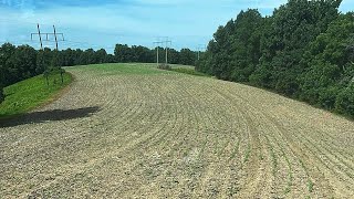 Deer Destroyed Cotton [upl. by Sherburn370]