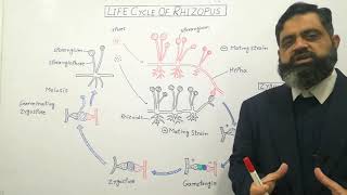 Zygomycetes English medium profmasoodfuzail Life Cycle of Rhizopus  Conjugating Fungi [upl. by Ejrog473]