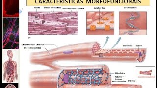 Músculo Cardíaco  Características Morfofuncionais [upl. by Assirralc633]